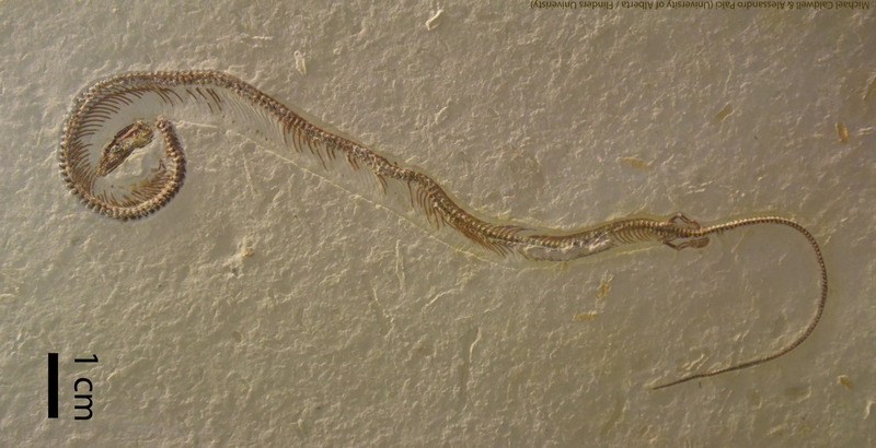 Fósil del Tetrapodophis amplectus. Crédito: Michael Caldwell, Universidad de Alberta & Alessandro Palci.